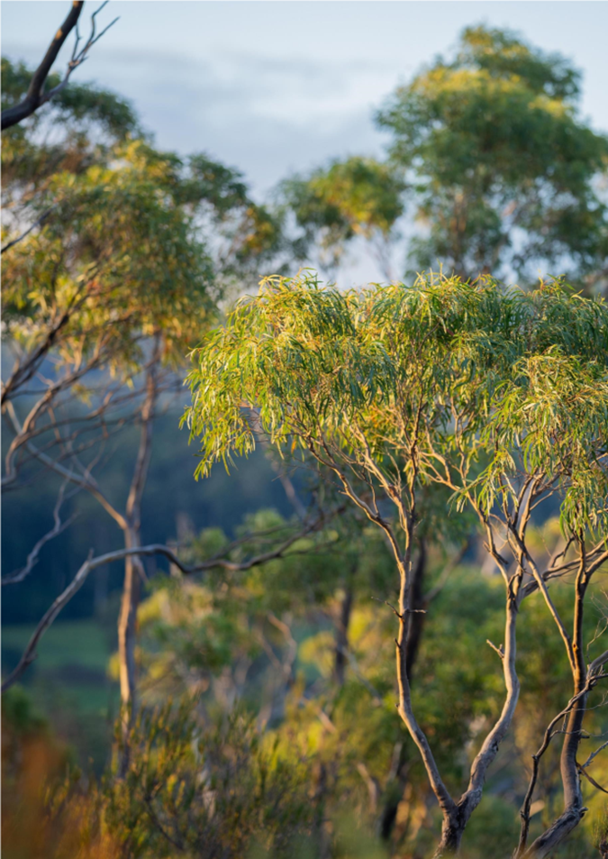 A group of trees in the sun

AI-generated content may be incorrect.